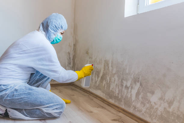 Licensed Black Mold Removal service in Betterton, MD - WQB Mold Removal