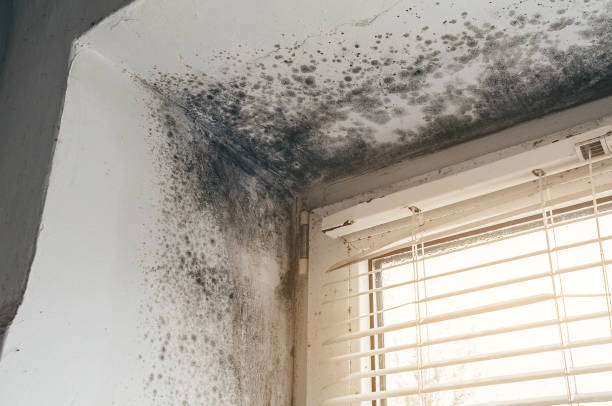 Affordable Black Mold Removal solutions in Betterton, MD